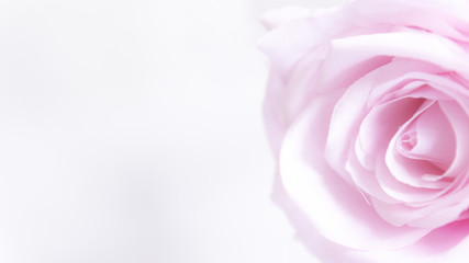 Beautiful soft focus Rose abstract background.