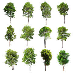 Set of isolated trees on white background.