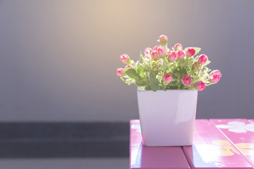 Good morning flowers in pots on a pink table.