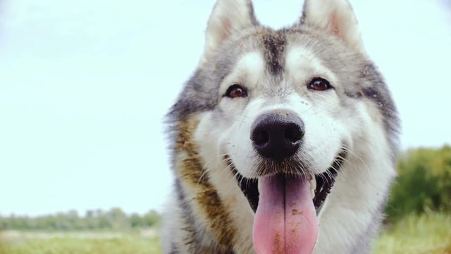 A close-up of a muzzle of a Husky dog during an outing on nature.