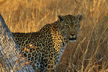 Fototapeta na wymiar Portrait of a leopard (Panthera pardus), Kruger National Park, South Africa