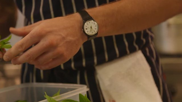 Close up, chef places basil in bin