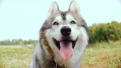 A close-up of a muzzle of a Husky dog during an outing on nature.