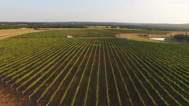 Descending aerial, scenic vineyard in rural countryside