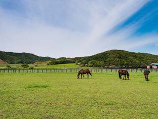 Fototapeta na wymiar 北海道 サラブレッド 放牧風景