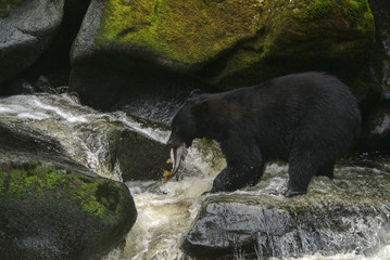 Alaskan Black Bear Hunting Salmon in a River. An Alaskan black bear wades in a river to capture and eat a migrating salmon in a wilderness area of southeast Alaska, USA.