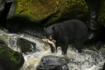 Alaskan Black Bear Hunting Salmon in a River. An Alaskan black bear wades in a river to capture and eat a migrating salmon in a wilderness area of southeast Alaska, USA.