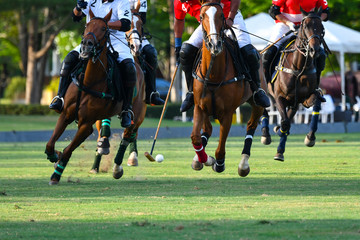 Horses Running In The Polo Game