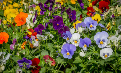 Central focus on winter pansies.