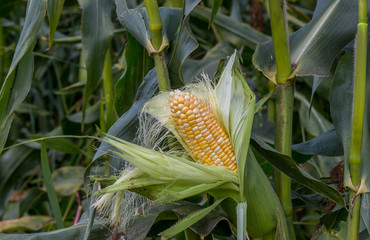 Organic corn waiting for harvest and sale at a market.