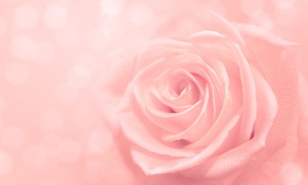 light pink rose and bokeh for soft background use