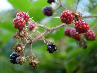 Blackberry bushes