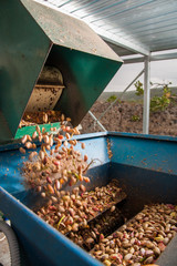 Just picked pistachios falling in the machine for the dehusking process, Bronte, Sicily