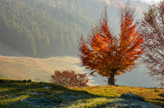 tree with red leaves on hillside with spruce forest in a distance. beautiful scenery on hazy autumnal morning in countryside