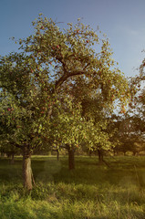 mixed fruit orchard in autumn light