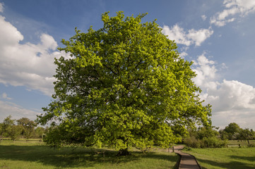 Oak tree in autum light