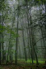 Foggy Forest in the Spring