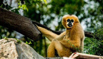 Brown gibbon sitting on the rock