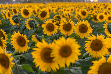Bright Yellow Sunflower in Field
