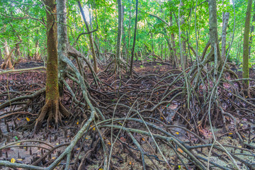 Mangrovenwald auf Carp island