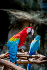 Colorful macaw on branch