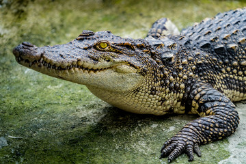 Crocodile in the zoo