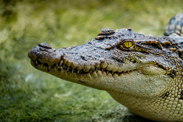 Crocodile in the zoo