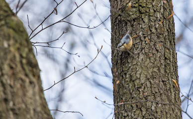 Ptak kowalik © © Jakacki
