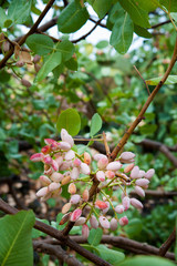 Pistachio harvest season: Pistachio bunch on tree during harvest time