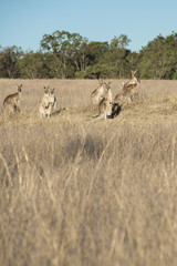 Kangaroos in the countryside