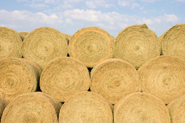 Large round, golden hay bales stacked in rows and photographed from the front in natural light. Blue sky with several clouds are in the background.