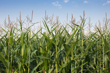 A corn field with multiple corn stalks with ears in the husk topped with silk. Blue sky is in the background. Photographed in natural light.