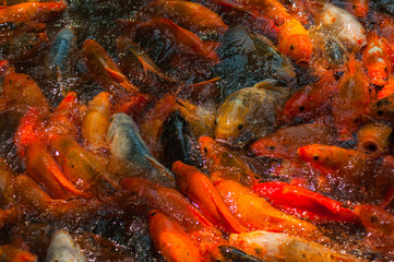 Beautiful golden Koi fishes