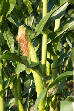 Close up of corn stalk with an ear of corn in the husk and topped with silk. Photographed in natural light.