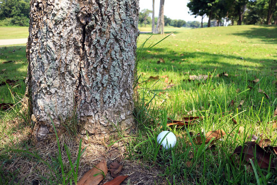 Golf Ball at Tree Bottom Obstruction