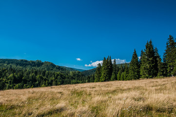 Carpathian summer landscape.