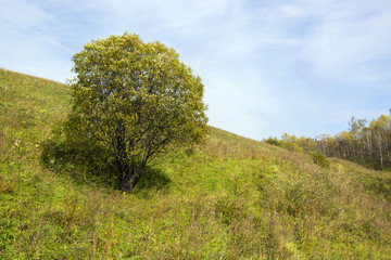 Fototapeta premium Golden autumn, forest, field, trees. золотая осень Russia.