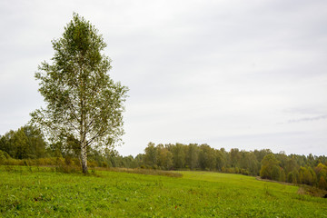 Golden autumn, forest, field, trees. золотая осень Russia.