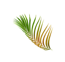 Green leaves of palm tree isolated on white background