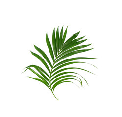 Green leaves of palm tree isolated on white background