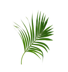 Green leaves of palm tree isolated on white background