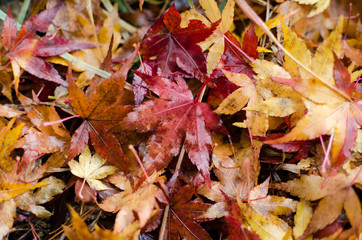 Dead Maple Leaves
