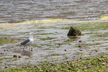 seagull walking along kelp covered shoreline