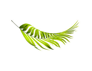 Green leaves of palm tree on white background