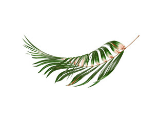 Green leaves of palm tree on white background