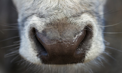 Wet nose of cow.