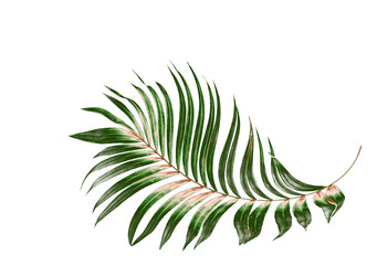 Green leaves of palm tree on white background