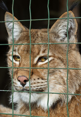 Closed wild lynx.