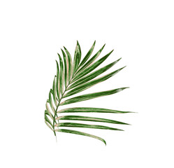 Fototapeta premium Green leaf of palm tree isolated on white background
