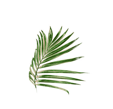 Green leaf of palm tree isolated on white background